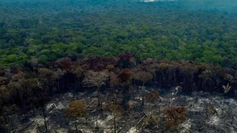 La deforestación se redujo a la mitad en Brasil